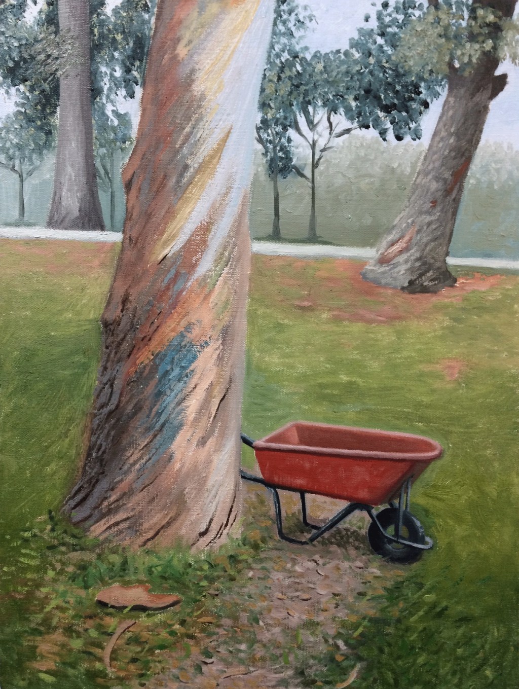Eucalyptus tree